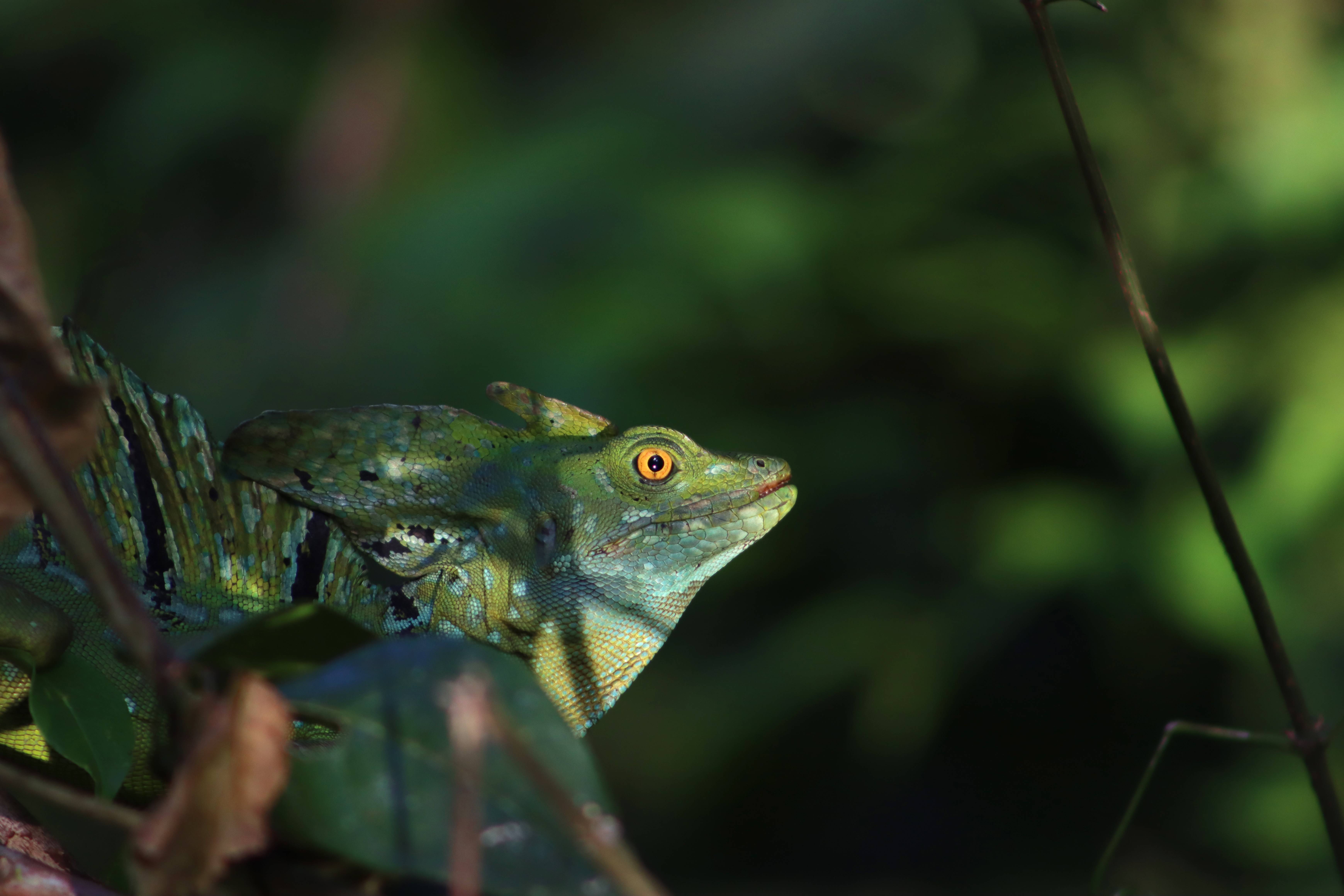 Basilisk lizard