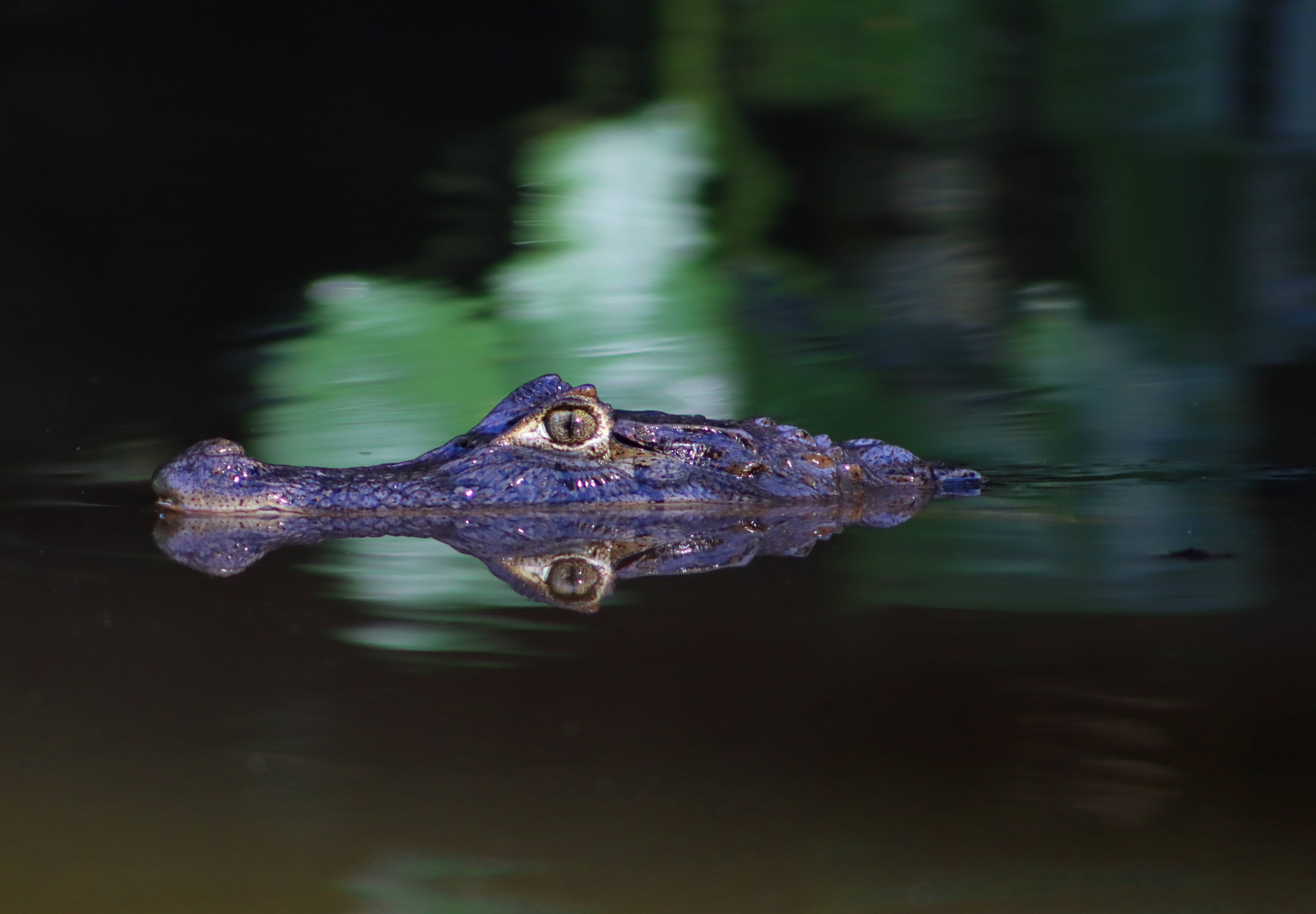 Caiman in Tortuguero