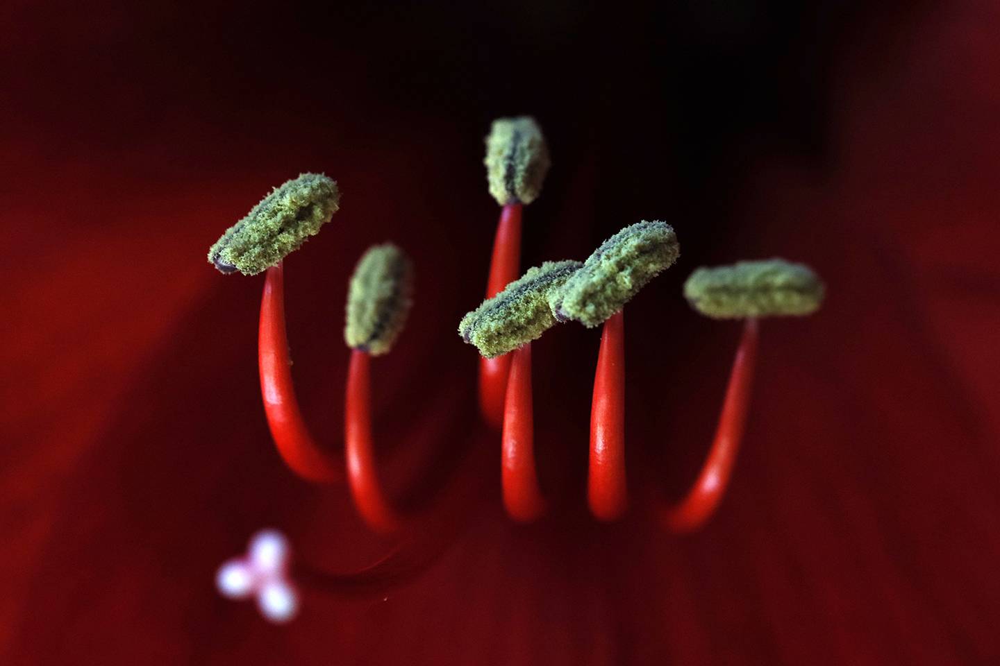 Red amaryllis stamen