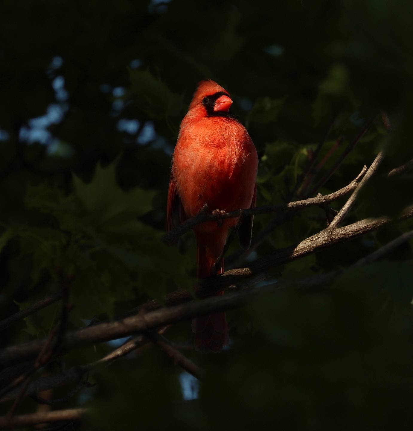 Backyard red cardinal