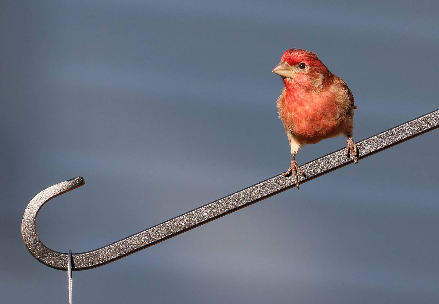 Backyard house finch
