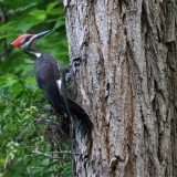 IMG_0010-NWbranch-pileated woodpecker-jul 2020-lores