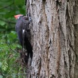 IMG_0019-NWbranch-pileated woodpecker-jul 2020-lores