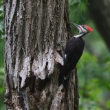 IMG_0027-NWbranch-pileated woodpecker-jul 2020-lores