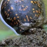 IMG_0040-NWbranch-box turtle-jul 2020-lores
