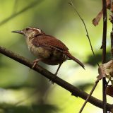 IMG_0056-NWbranch-house wren-jul 2020-lores