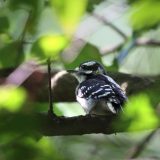 IMG_0072-NWbranch-juve-downy woodpecler-jul 2020-lores