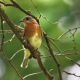 IMG_0090-NWbranch-female eastern bluebird-jul 2020-lores