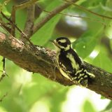 IMG_0103-NWbranch-juve-downy woodpecler-jul 2020-lores