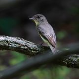 IMG_0114-NWbranch-eastern phoebe-jul 2020-lores