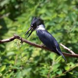 IMG_0133-NWbranch-kingfisher-july 2020-lores