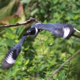IMG_0139-NWbranch-kingfisher-flight-july 2020-lores