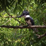 IMG_0148-NWbranch-kingfisher-july 2020-crop-lores