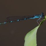 IMG_0171-NWbranch-male Azure Bluet-damselfly-jul 2020B-lores