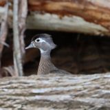 IMG_1214-NW branch-wood duck chick-jul 2020-lores