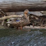 IMG_1221-NW branch-female mallard-jul 2020-lores