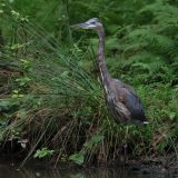 IMG_1241-NW branch-great blue heron-jul 2020-lores