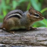 IMG_1255-longbranch-chipmonk-jul 2020-lores