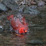 IMG_1288-NW branch-red cardinal-river bath-jul 2020-lores