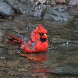 IMG_1289-NW branch-red cardinal-river bath-jul 2020-lores