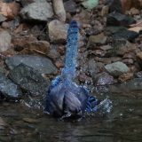 IMG_1312-NW branch blue jay-bath in river-jul 2020-lores