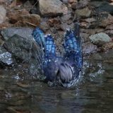 IMG_1314-NW branch blue jay-bath in river-jul 2020-lores