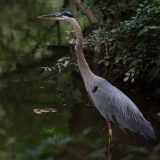IMG_1342-NW Branch great blue heron-jul 2020-lores
