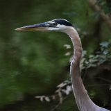 IMG_1349-NW Branch great blue heron-jul 2020-lores