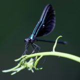 IMG_1360-longbranch-ebony jeweling-damselfly-jul 2020-lores