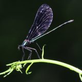 IMG_1398-longbranch-ebony jeweling-damselfly-jul 2020-lores