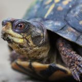 IMG_1479-longbranch-box turtle-jul 2020-lores