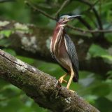 IMG_1511-NWbranch-tricolor heron-jul2020-lores