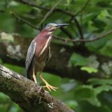 IMG_1513-NWbranch-tricolor heron-jul2020-lores