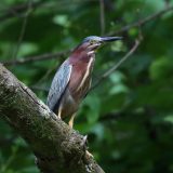 IMG_1521-NWbranch-tricolor heron-jul2020-lores