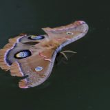 IMG_1526-NW branch-moth dead on water-jul 2020-lores