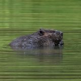 IMG_1574-nwbranch-beaver-jul2020-crop-lores