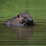IMG_1591-nwbranch-beaver-jul2020-crop-lores