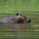 IMG_1597-nwbranch-beaver-jul2020-crop-lores