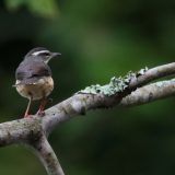 IMG_1604-NWbranch-Northern Waterthrush-jul 2020-lores