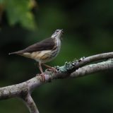 IMG_1607-NWbranch-Northern Waterthrush-jul 2020-lores