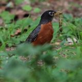IMG_1619-nwbranch-robin-worm-july 2020-lores