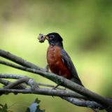 IMG_1625-nwbranch-robin-worm-july 2020-lores