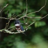 IMG_1635-nwbranch-kingfisher-jul2020-lores