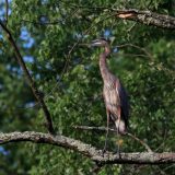IMG_1647-nwbranch great blue heron-jul2020-lores