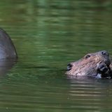 IMG_1667-nwbranch-beaver-jul2020-crop-lores