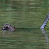 IMG_1684-nwbranch-beaver-jul2020-crop-lores