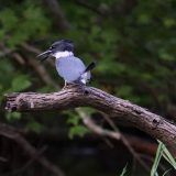IMG_1711-nwbranch-kingfisher-flight-jul2020-lores