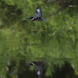 IMG_1723-nwbranch-kingfisher-flight-jul2020-lores-crop