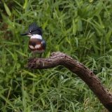 IMG_1754-nwbranch-kingfisher-jul2020-lores