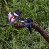 IMG_1765-nwbranch-kingfisher-jul2020-lores